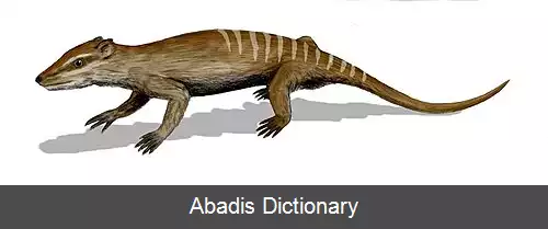 عکس قیف دندان یان