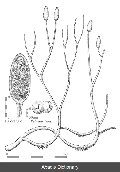 عکس زیباگیاه