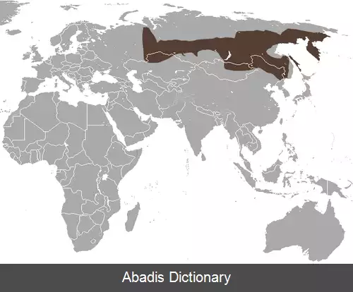 عکس حشره خوار دندان بزرگ سیبریایی