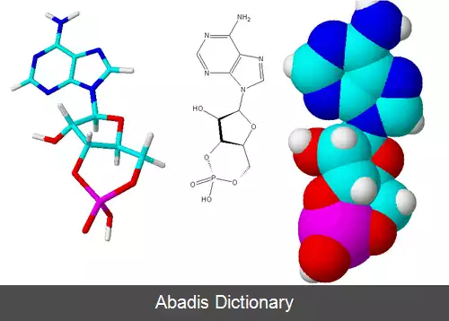 عکس آدنوزین منوفسفات حلقه ای
