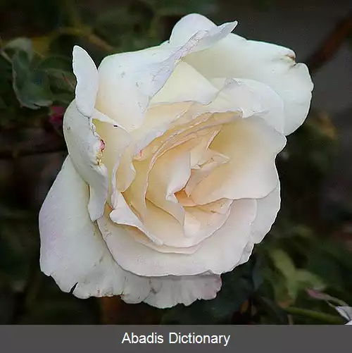 عکس رز گاردن پارتی