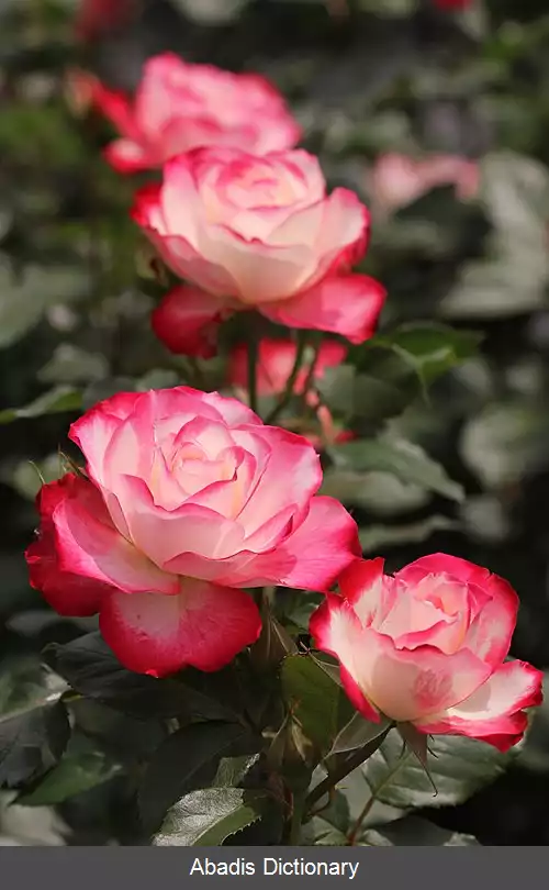 عکس رز یادبود پرنس موناکو