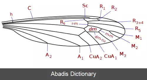 عکس مگس درنا