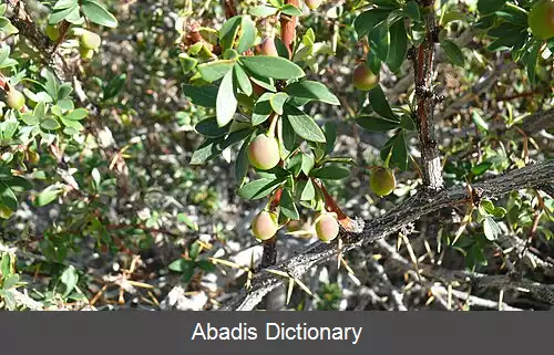 عکس زرشک برگ جعبه ای