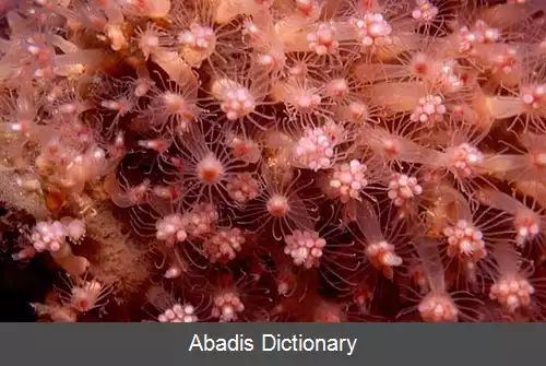 عکس اسفنج شبکه ای قرمز