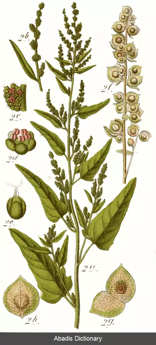 عکس سلمکی باغی