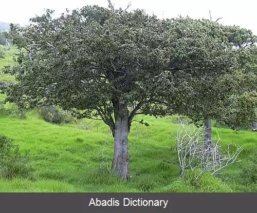 عکس استربلوس پندولینوس