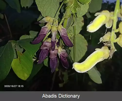 عکس باقلا مخملی