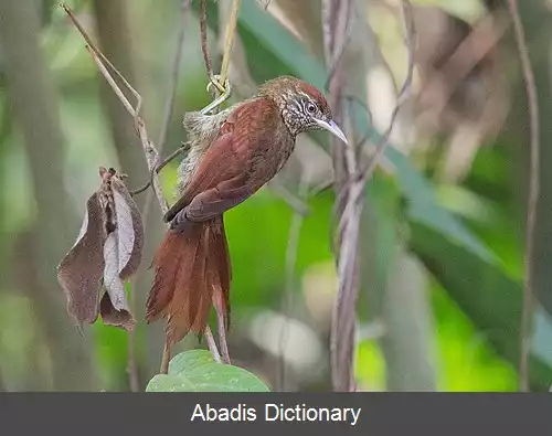 عکس دم تیزک پولک دار