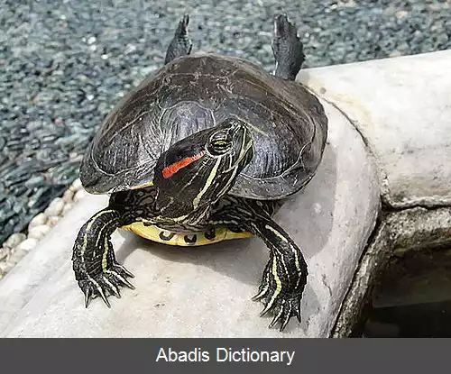 عکس فهرست تیره های لاک پشت ها