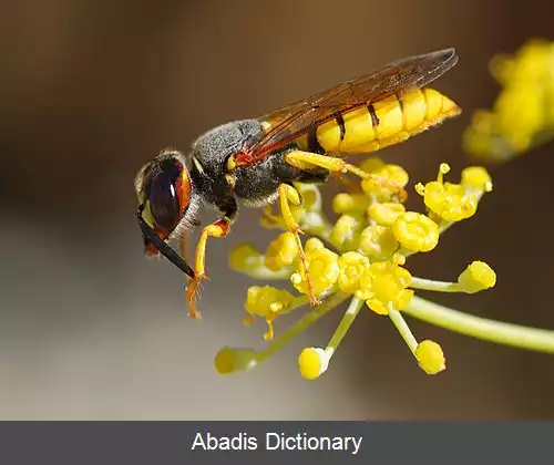 عکس زنبور منج گیر