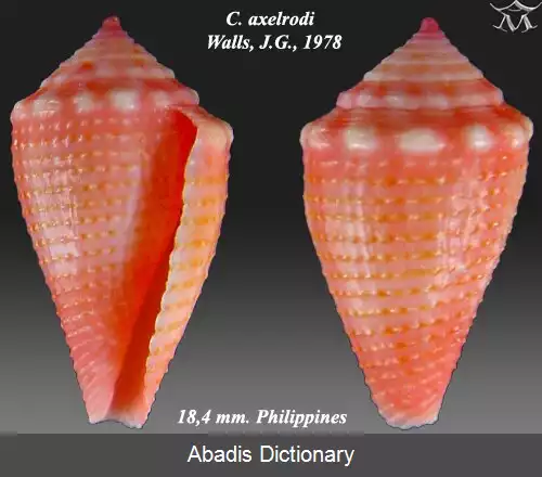 عکس قیفک اکسل راد