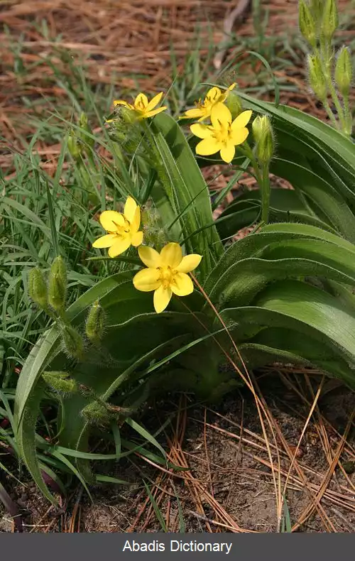 عکس زرداختر آفریقایی