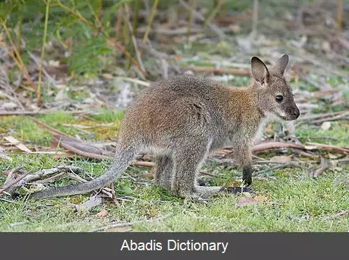 عکس زیاگان استرالیا