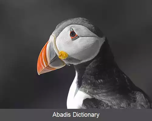 عکس طوطی دریایی اطلس