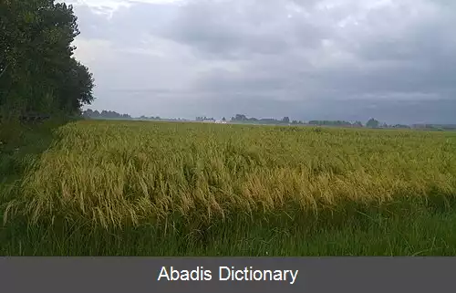 عکس امشل