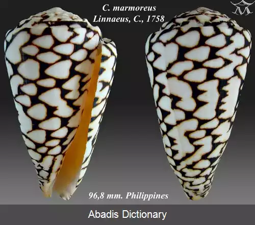 عکس قیفی بی الگو