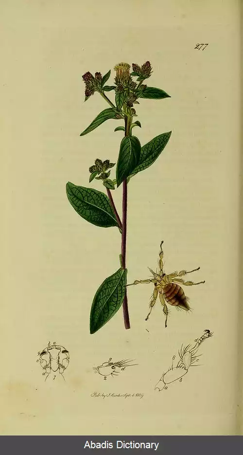 عکس مگس های خفاشی