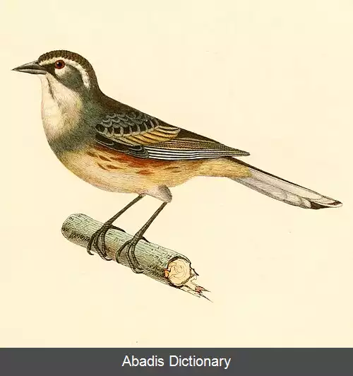 عکس سهره چهچهه زن پهلوحنایی