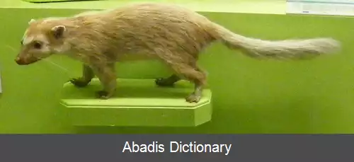 عکس سرنواری برمه ای