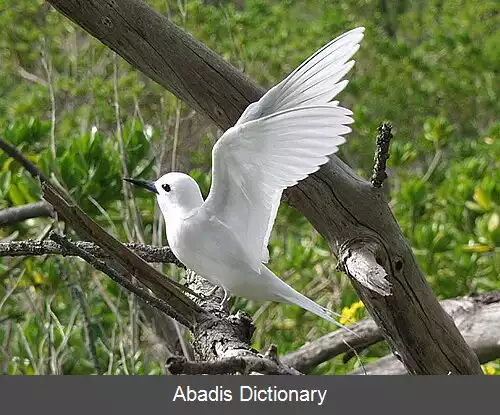 عکس پرستودریایی سفید