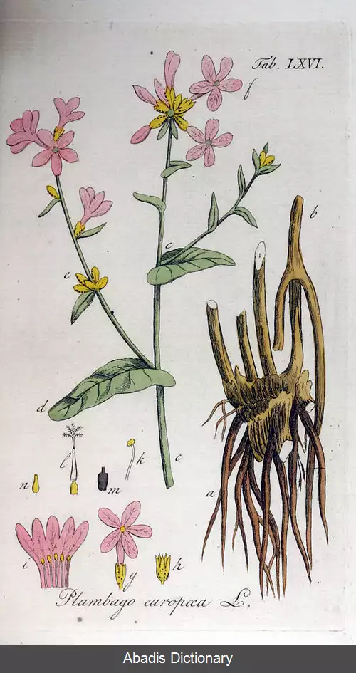 عکس علف سربی