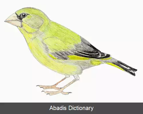 عکس سهره سبز تریاس