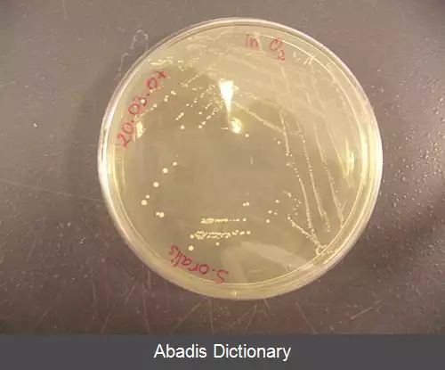 عکس استرپتوکوک اورالیس