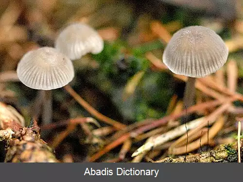 عکس کلاه پارچه ای آردی