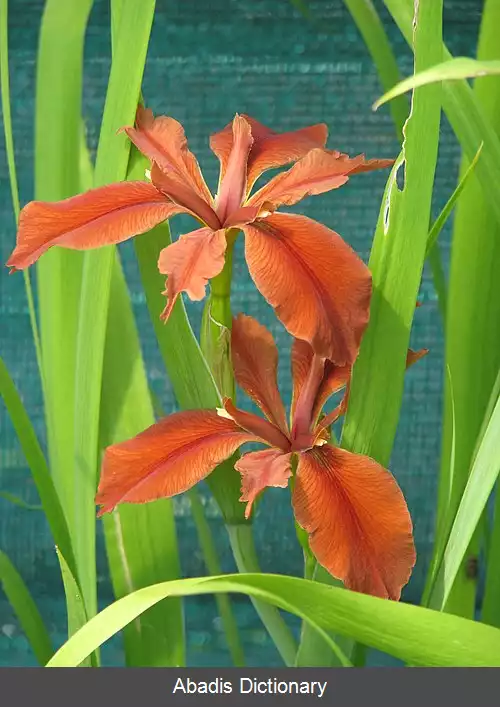 عکس زنبق گندم گون