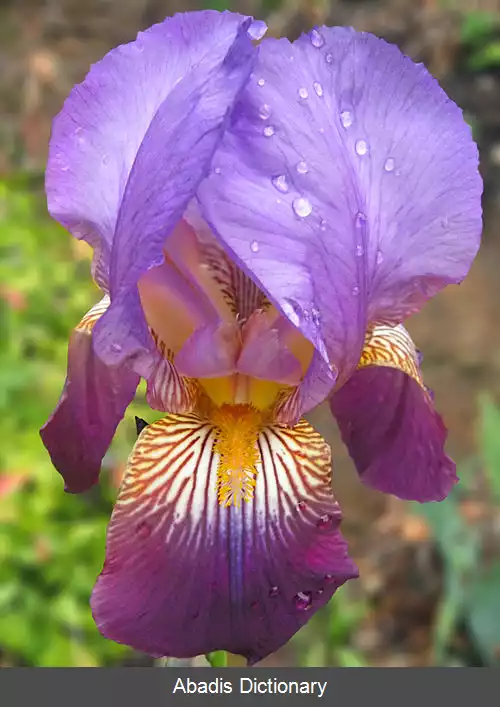 عکس زنبق های اصلی