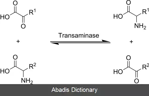 عکس ترانس آمیناز