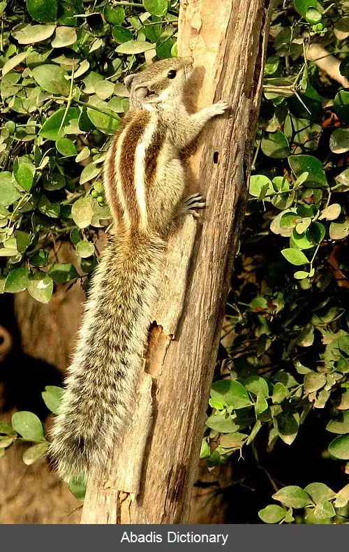 عکس فهرست پستانداران افغانستان