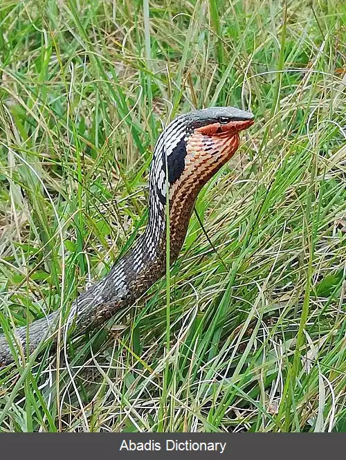 عکس مارهای سرشاخه