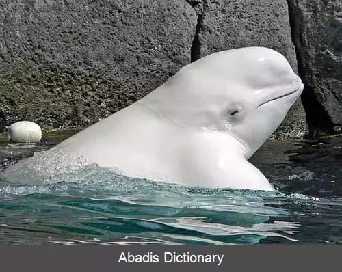 عکس نهنگ سفید