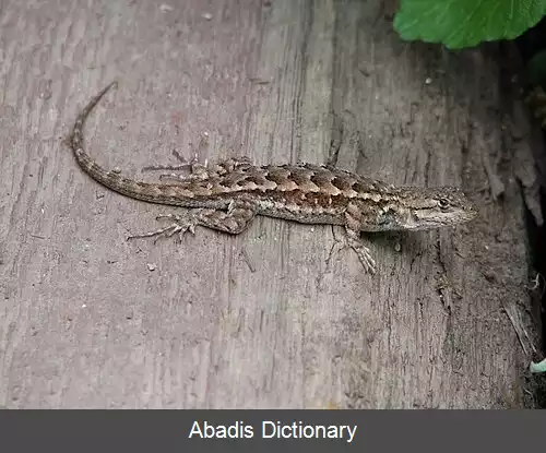 عکس فهرست خزندگان ایالت واشینگتن