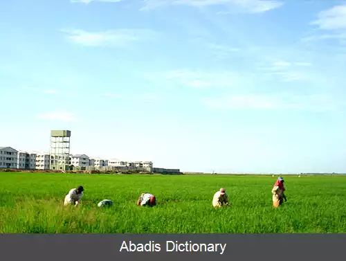 عکس کالمونای