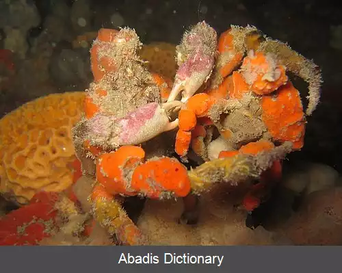 عکس استتار خودآرایی