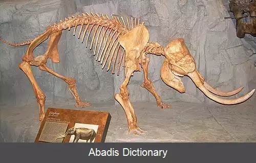 عکس فیل کوتوله