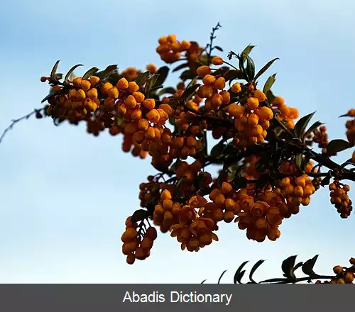 عکس زرشک داروین