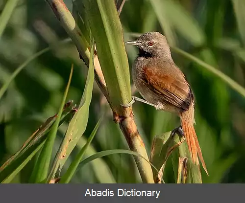 عکس دم تیزک شکم سفید