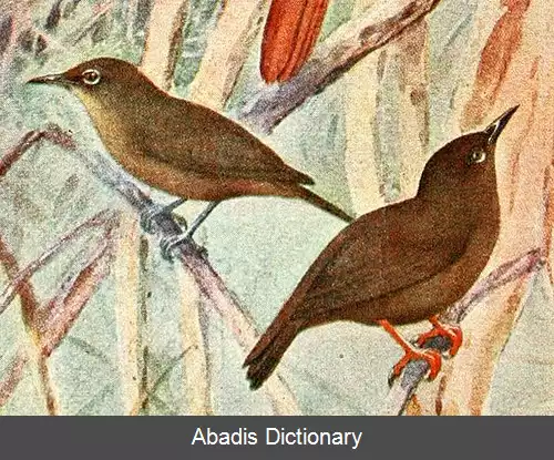 عکس چشم سفید قطره اشکی
