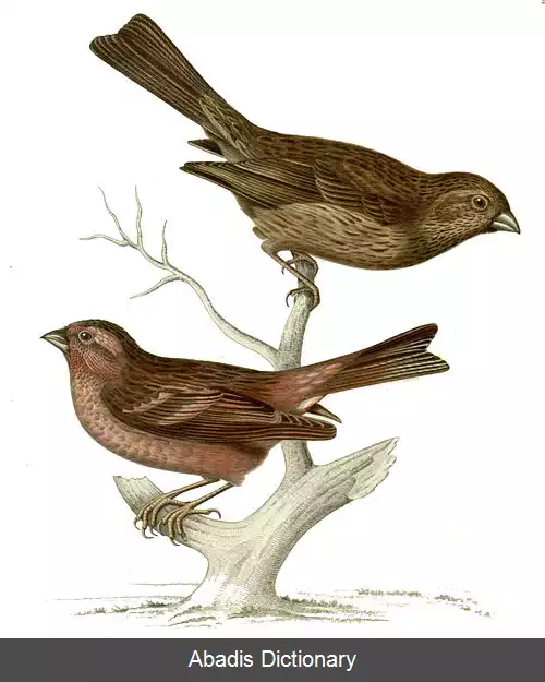 عکس سهره گلی زیبا