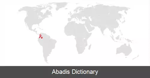 عکس سنجاب آند