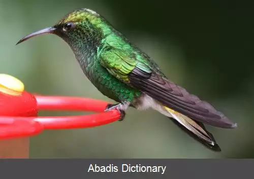 عکس زمردی سرمسی