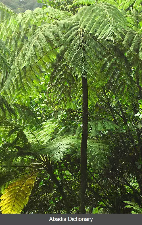 عکس فنجانکیان