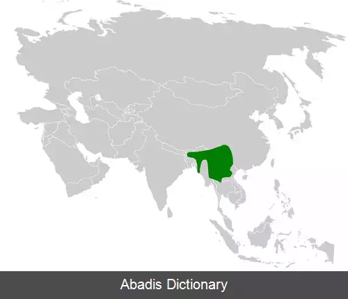 عکس سهره نوک کاکل دار