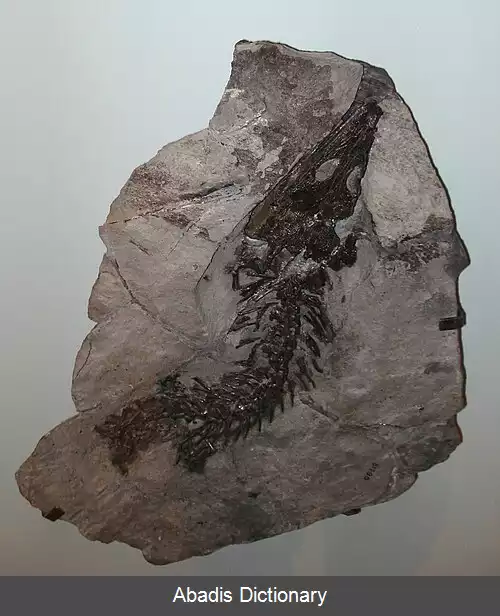 عکس روزنه خزندگان