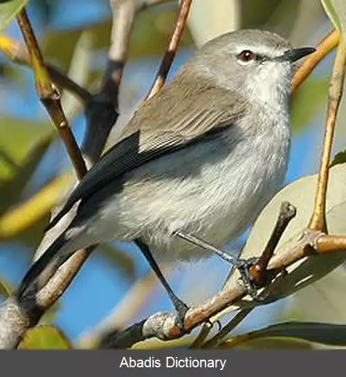 عکس خوش نوای حرا