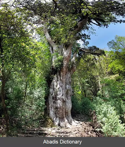 عکس جومون سوگی